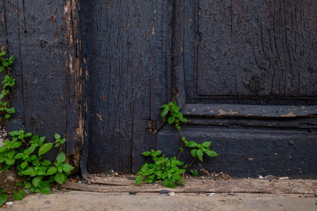 Close-up of an aged wooden door with green plants growing at its base, conveying a rustic charm.