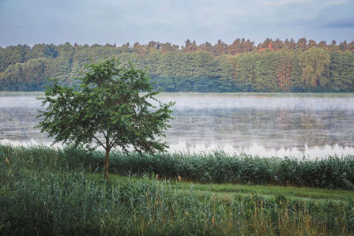 A tranquil lake scene with morning mist and lush forest in the background, perfect for nature lovers.