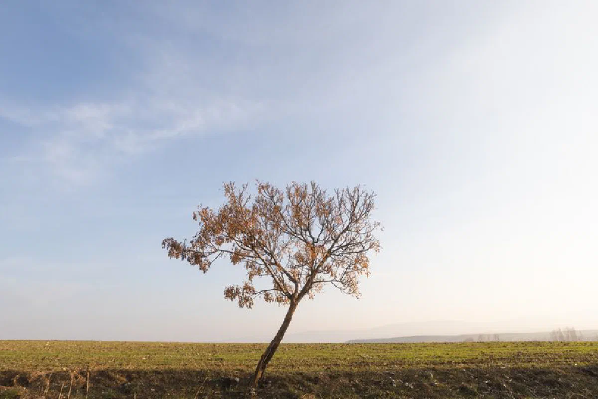 A solitary tree stands in a vast countryside field under a bright blue sky.