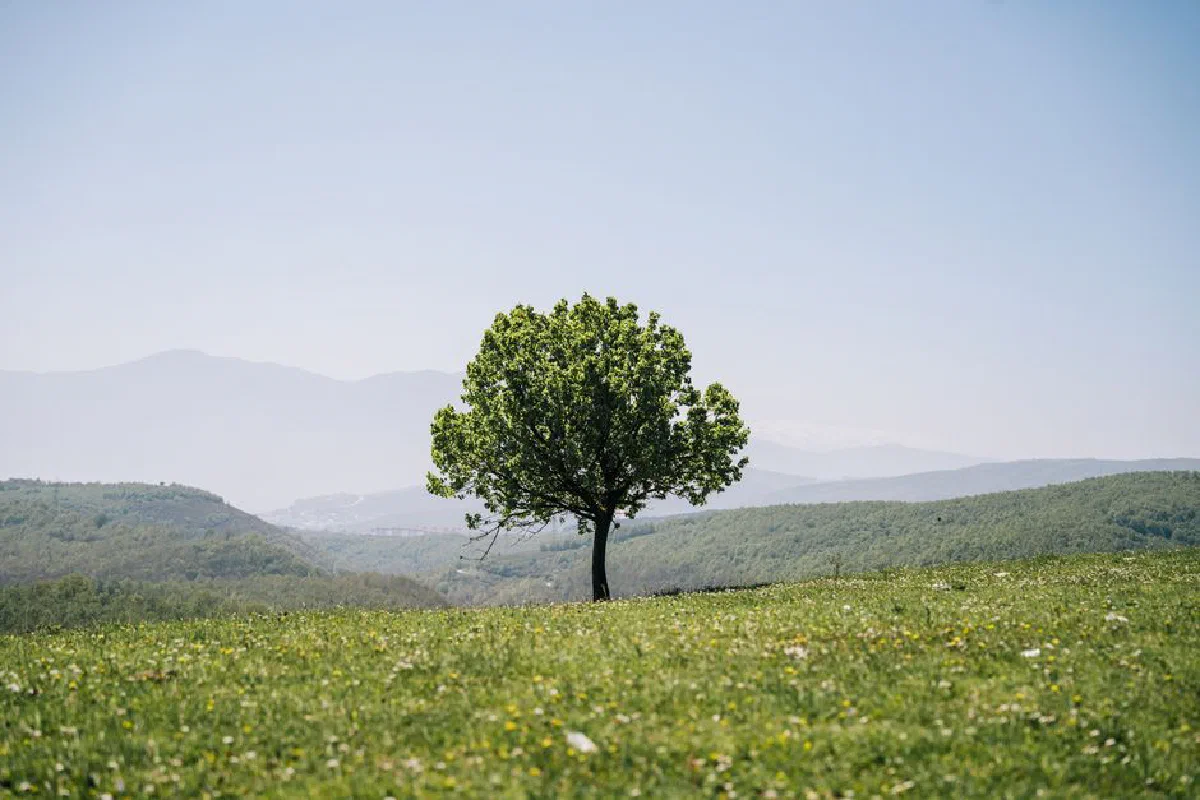 A solitary tree stands in a vibrant, sunlit meadow against distant mountains.