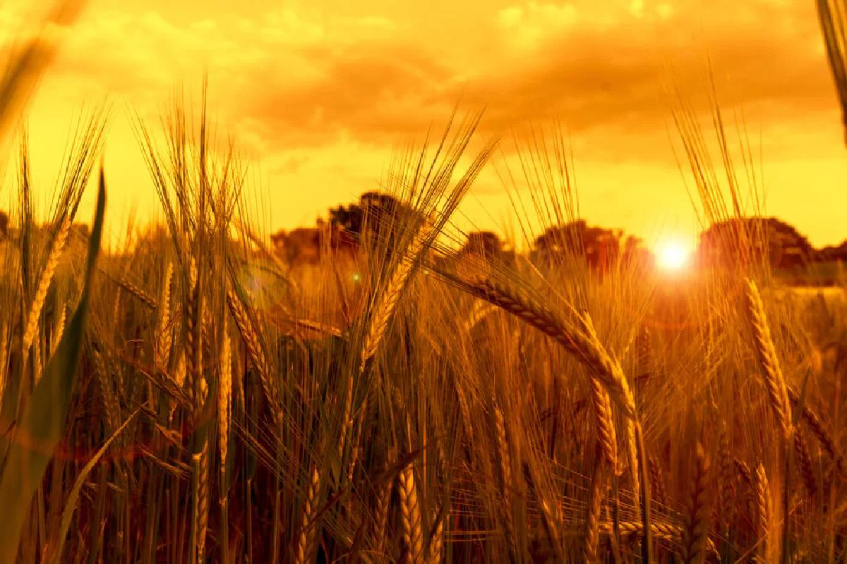 Stunning sunset over golden wheat fields in Baylham, England. Perfect for nature and travel themes.