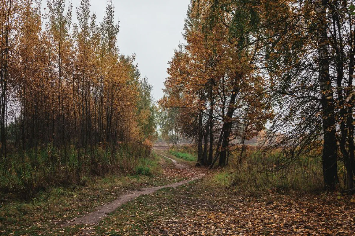 A tranquil forest path surrounded by golden autumn trees and fallen leaves.