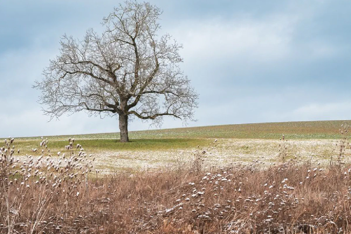 A solitary tree stands on a gently snow-dusted field under a cloudy winter sky.