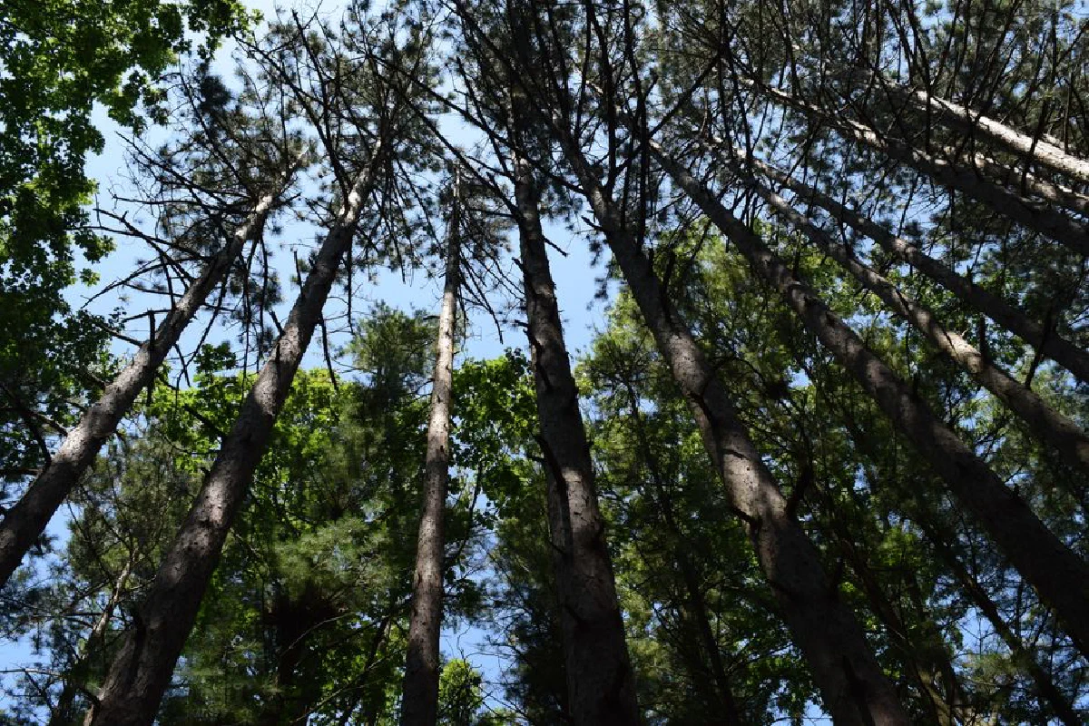 Captivating low-angle view of pine trees reaching skyward in a lush Wisconsin forest.