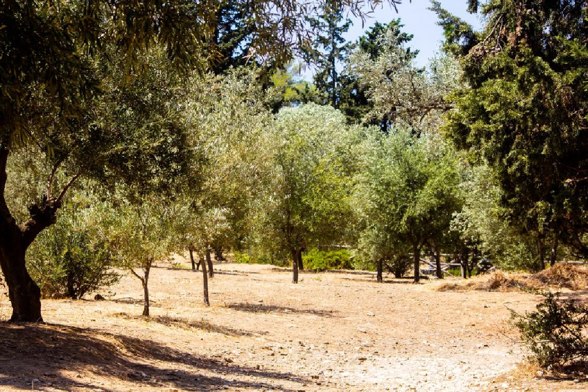 Lush olive trees in a sunlit grove during a bright summer day.