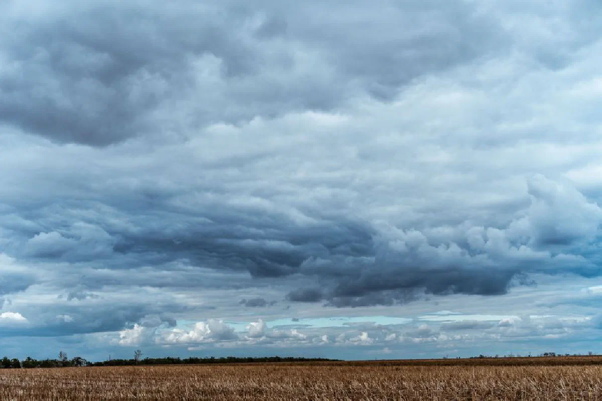 Dramatic cloudy sky looms over an open grassland, capturing a serene natural landscape.