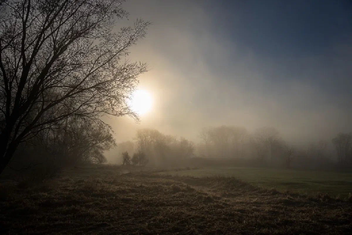 Captivating misty sunrise in Weaver, Minnesota, with silhouetted trees and fields.