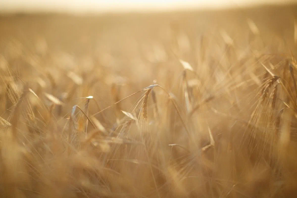 Close-up of a golden wheat field captured in soft focus during sunset.