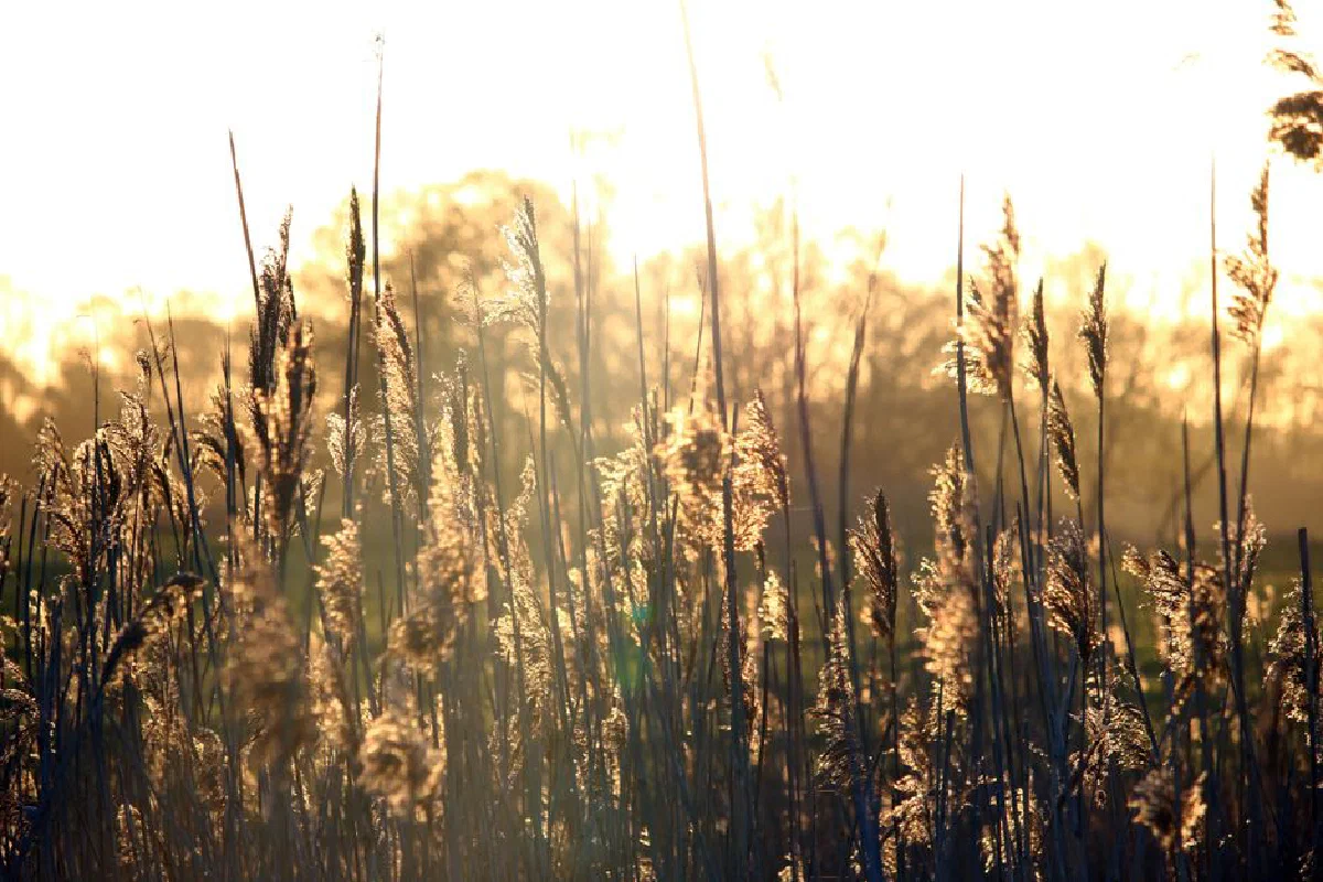 Beautiful wheat field backlit by the golden hour sun, creating a serene rural atmosphere.
