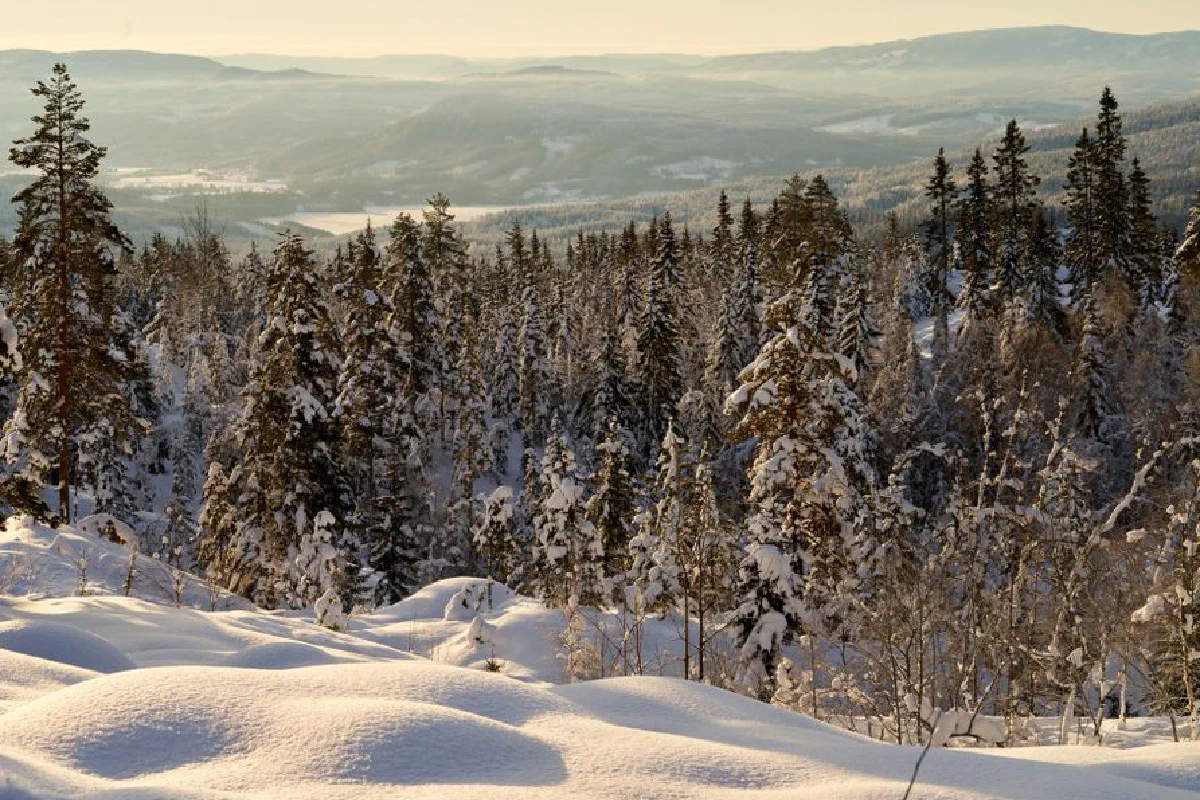 Scenic winter view of snow-covered pine forest with mountainous backdrop.
