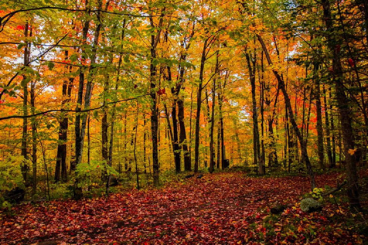 Stunning autumn forest scene in Ontario with vivid orange and yellow leaves.