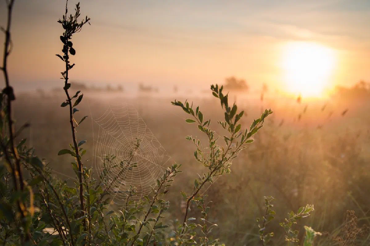 Beautiful sunrise casting warm light on a dewy spiderweb in a misty field, creating a serene and peaceful atmosphere.