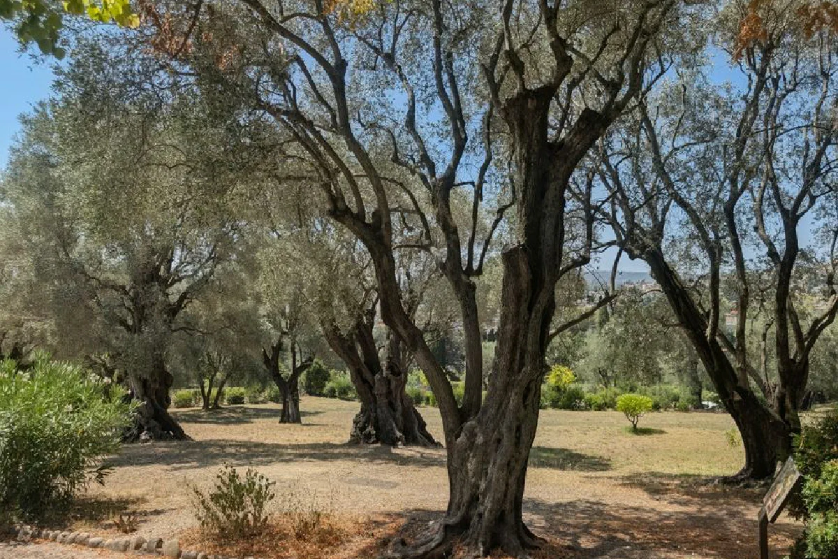 Capture the beauty of an ancient olive grove with sunlight casting shadows, perfect for nature or travel themes.