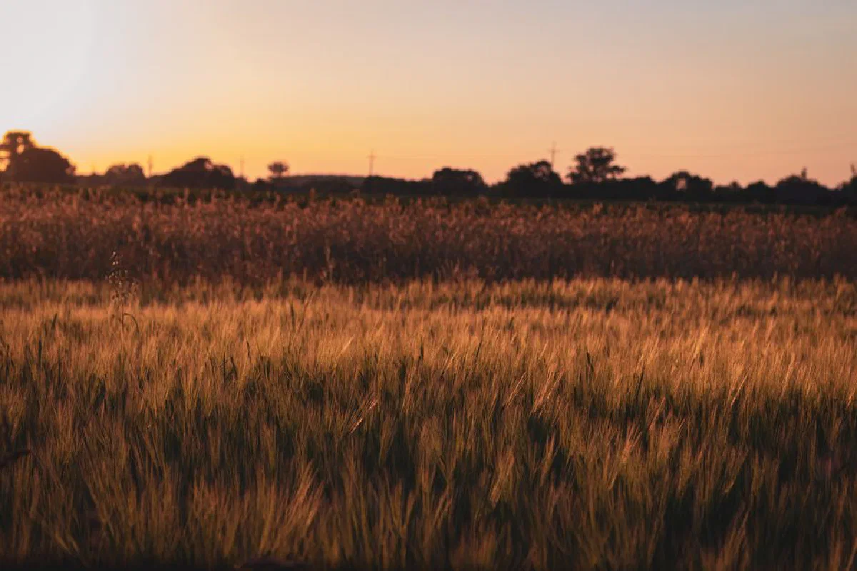 Breathtaking sunrise over a serene wheat field in Podkarpackie, Poland, capturing nature's beauty.