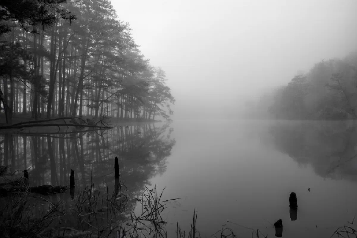 A tranquil black and white image of a foggy lakeside with pine trees and reflections, evoking calm and mystery.