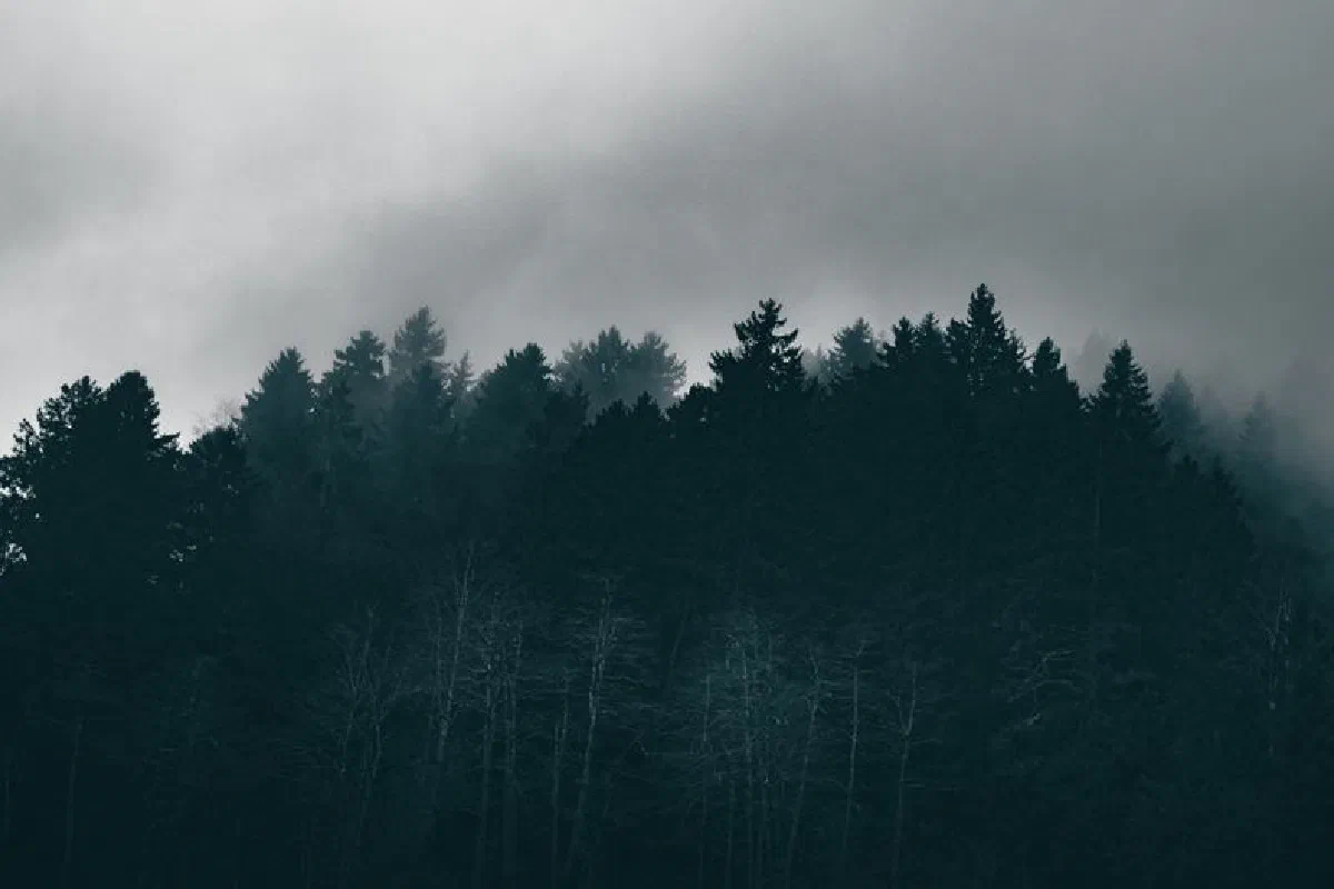 A dark, mist-covered forest landscape creating an eerie, mysterious mood.