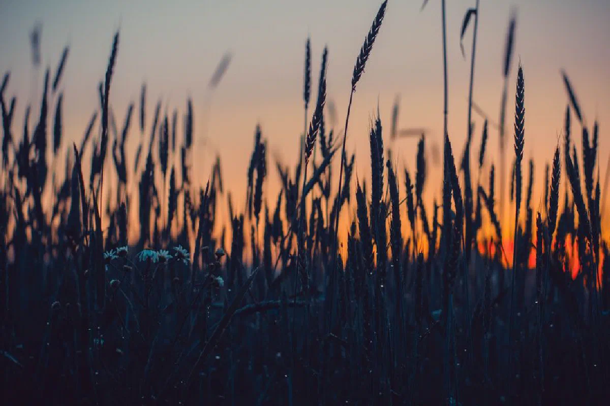 Beautiful backlit wheat field at sunset, emphasizing nature's serene silhouette.