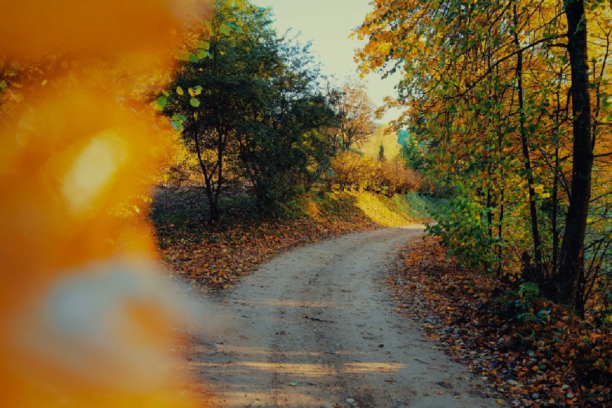 Scenic dirt path surrounded by colorful autumn trees, creating a warm, inviting atmosphere.