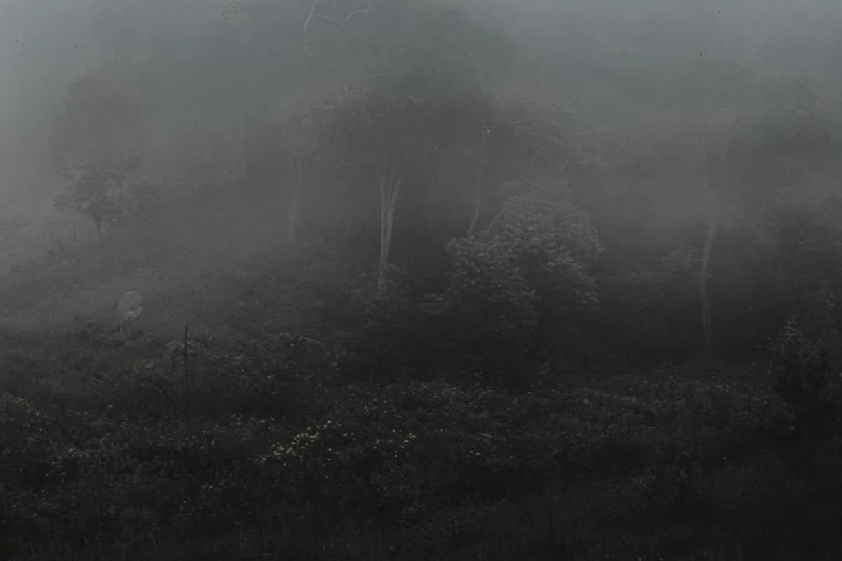 Gloomy scenery of misty woodland with tall trees with lush foliage growing near blooming bushes in summer morning in nature