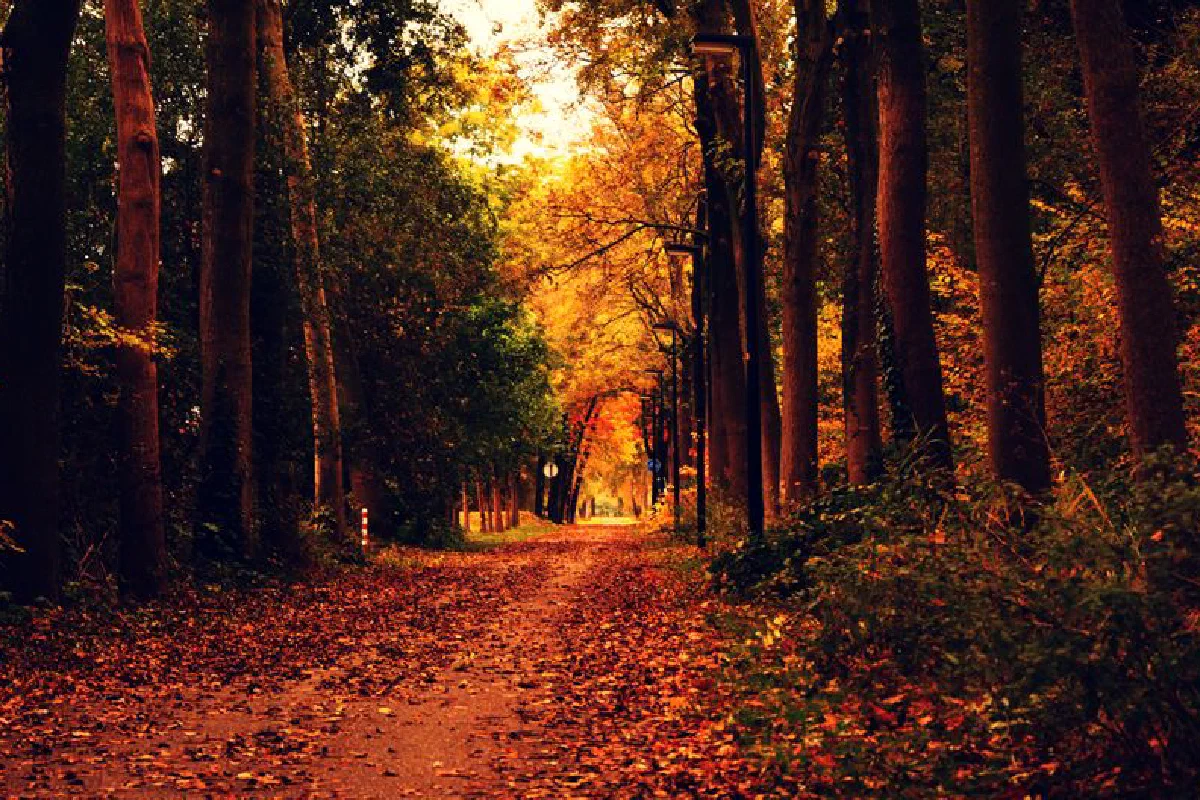A tranquil forest path covered in vibrant autumn leaves, perfect for a serene nature stroll.