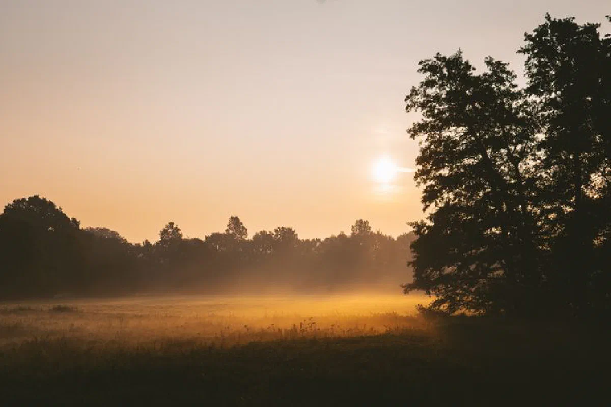 Golden sunlight and mist create a tranquil sunrise view over a rural field.