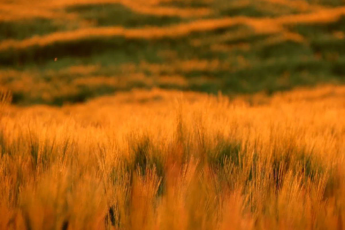 Captivating view of a golden wheat field during sunset, highlighting nature's beauty.