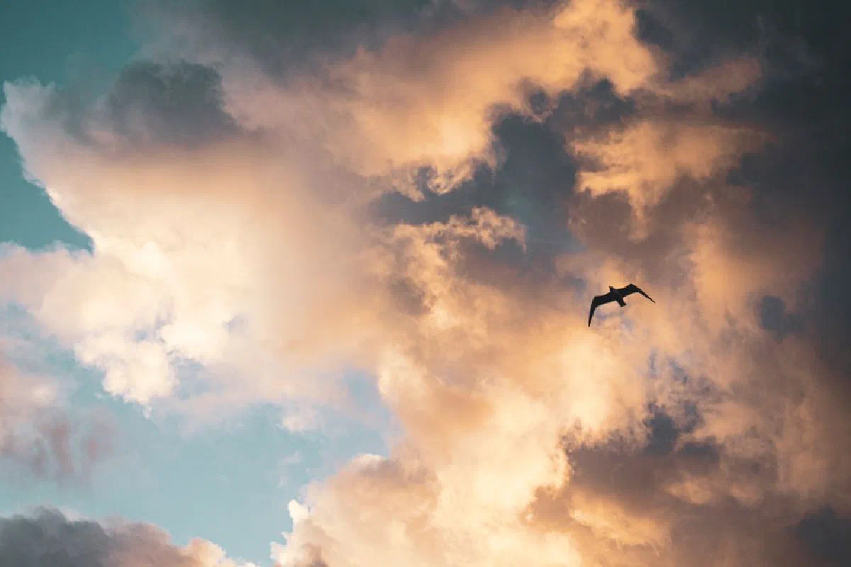 A bird silhouette flying amidst dramatic sunset clouds, creating an awe-inspiring view.