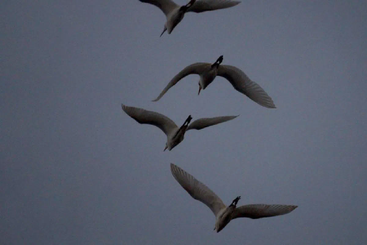 Silhouetted egrets gracefully flying in formation during twilight, captured in a tranquil moment.