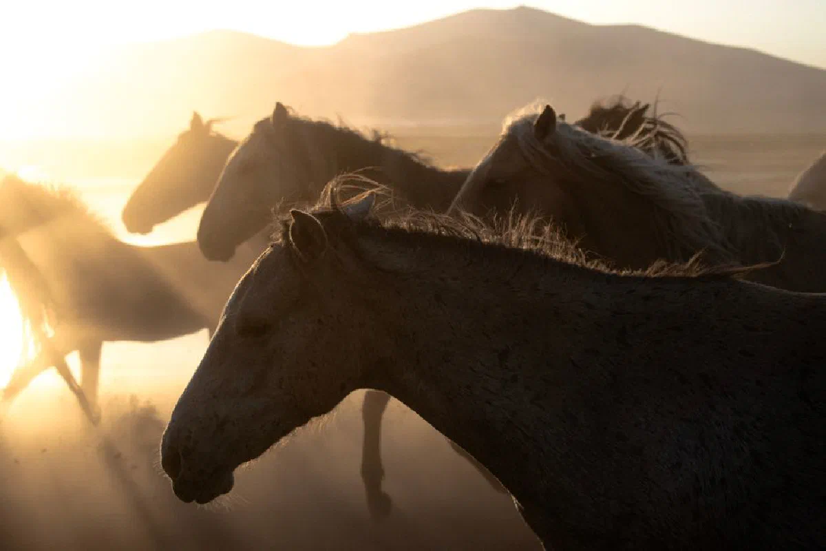 Captivating image of wild horses galloping through a sunlit field at sunrise, with mountains in the background.