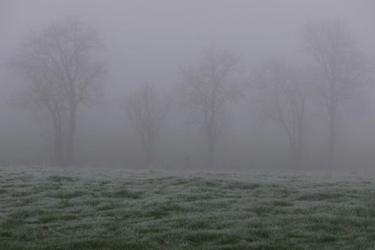 A serene foggy morning in the countryside featuring frosty fields and bare trees.