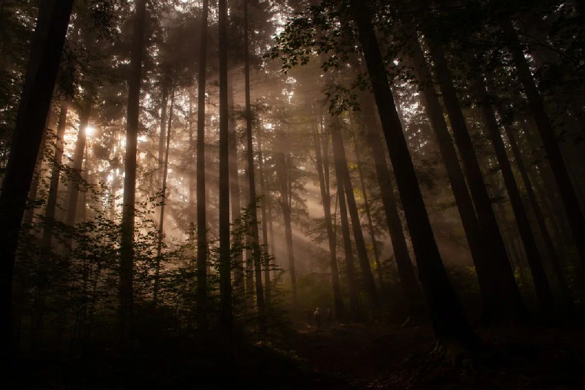 Misty forest with sunlight streaming through tall trees, creating a serene and atmospheric scene.