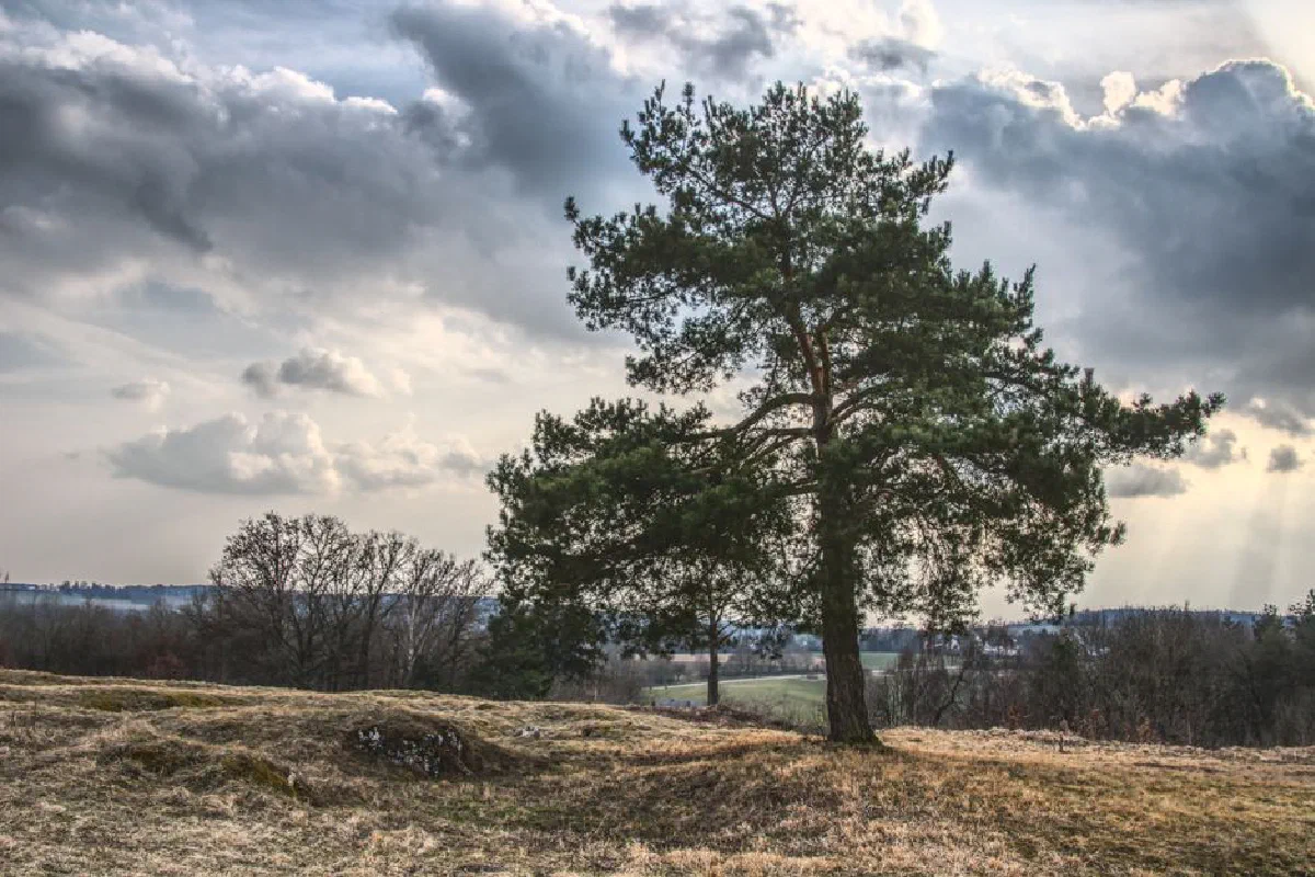 A solitary tree stands against a dramatic sky in a peaceful rural setting, showcasing nature's beauty.
