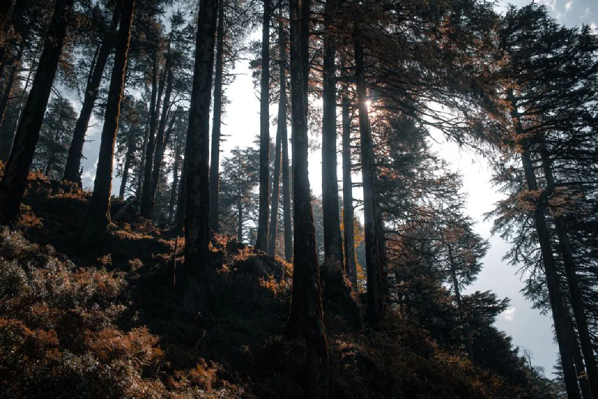 A captivating view of a sunlit forest with towering pines and rich foliage creating a tranquil atmosphere.