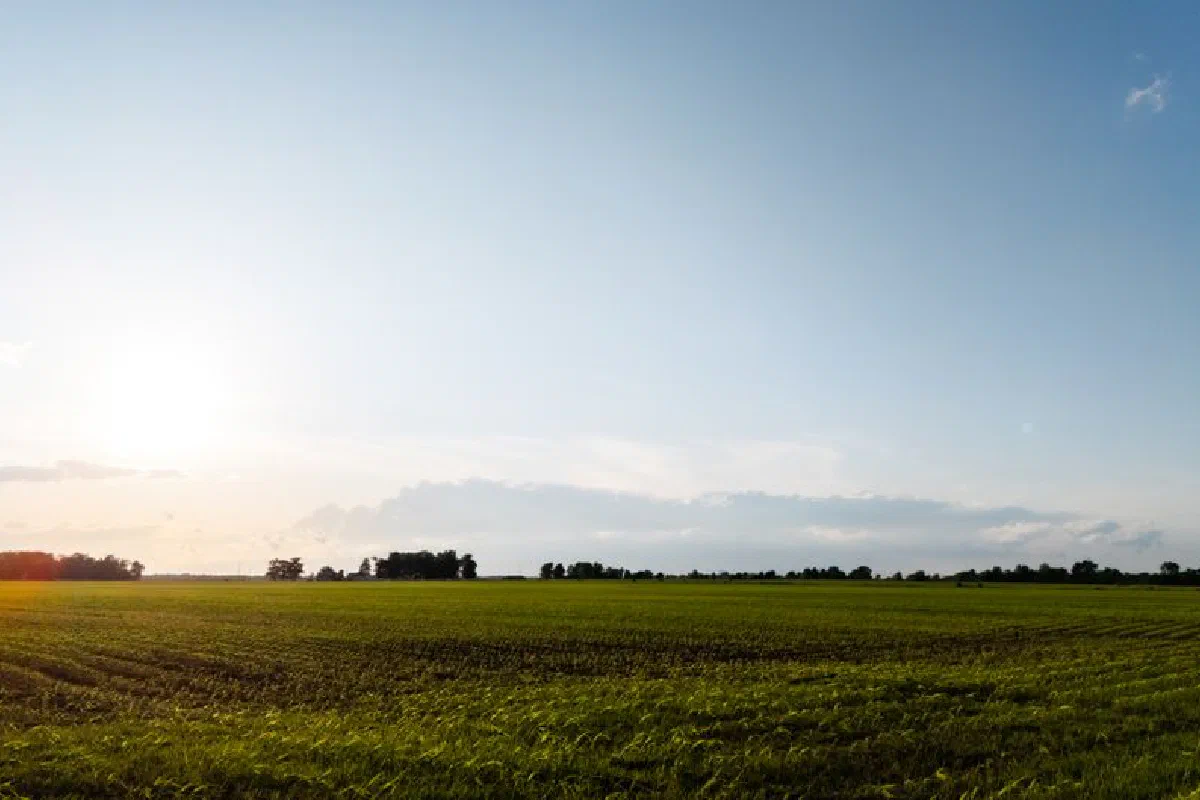 Wide open farmland with green crops under a bright sky at sunrise, showcasing rural landscape.