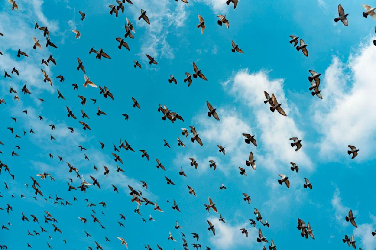 Captivating view of birds flying high in a clear blue sky, a perfect depiction of freedom.