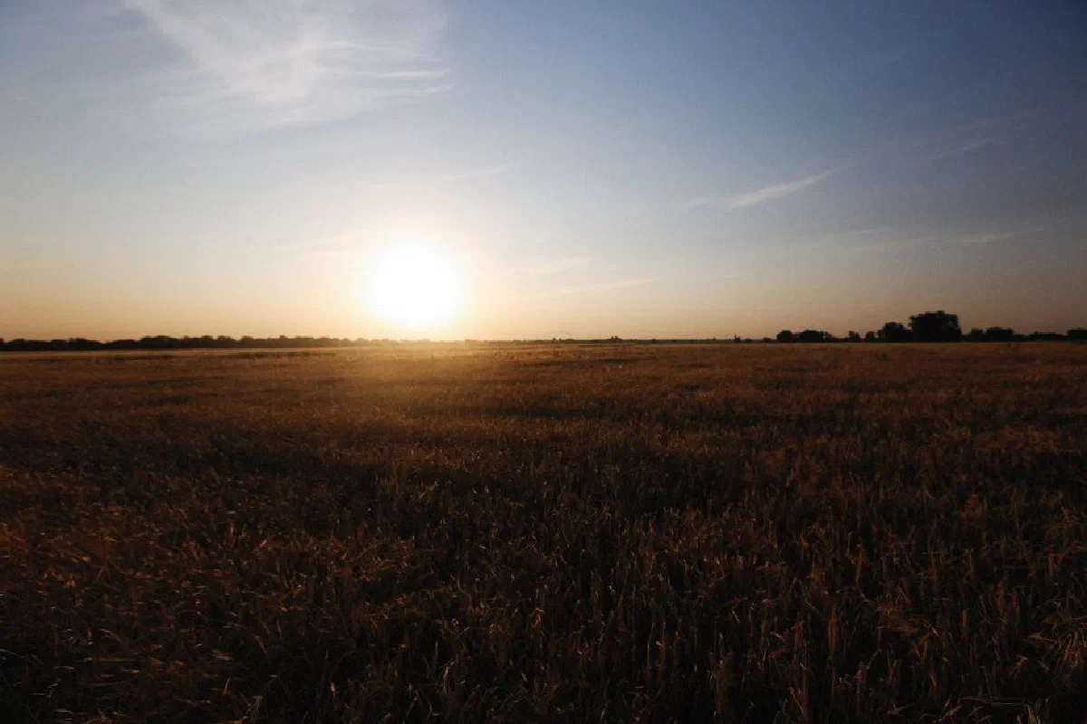 Serene sunset view over expansive wheat fields, capturing nature's tranquility.