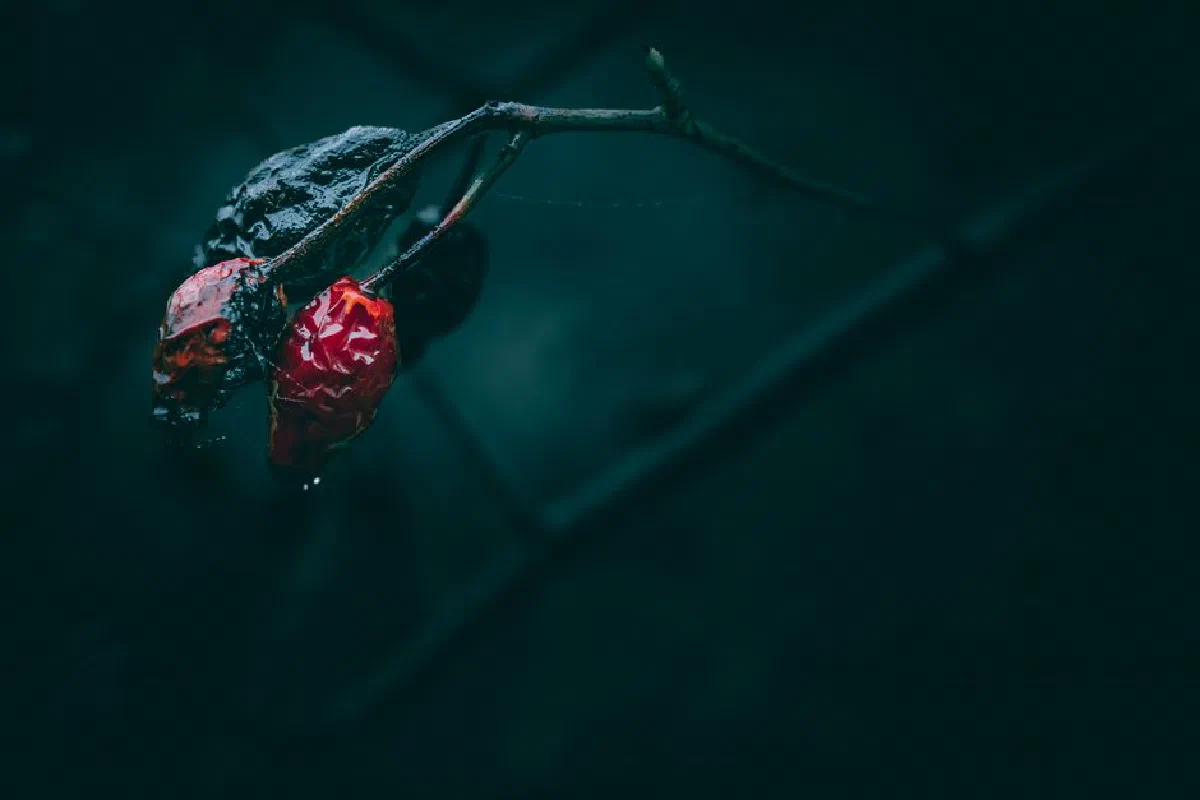 A dark, moody close-up of wet red rosehips with droplets, capturing post-rain serenity.