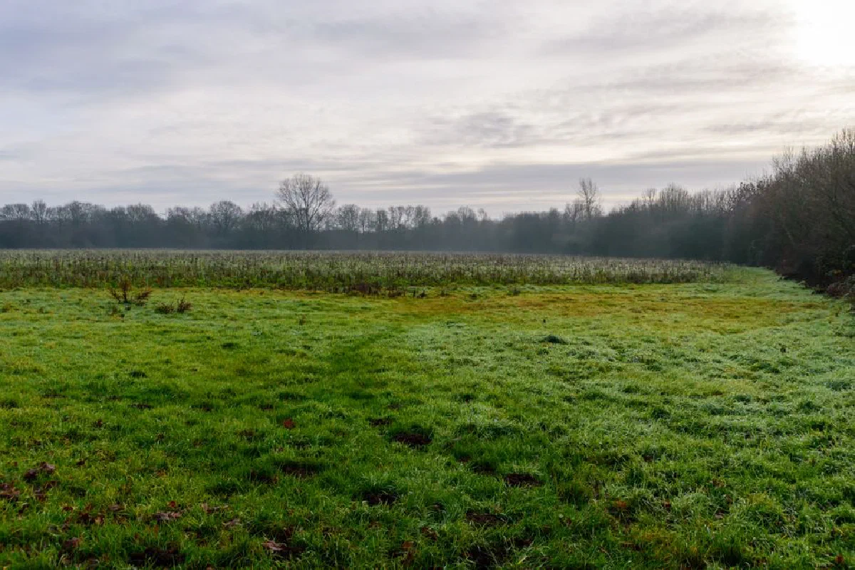 A tranquil misty landscape with a grassy field set against a sunrise sky, perfect for nature themes.