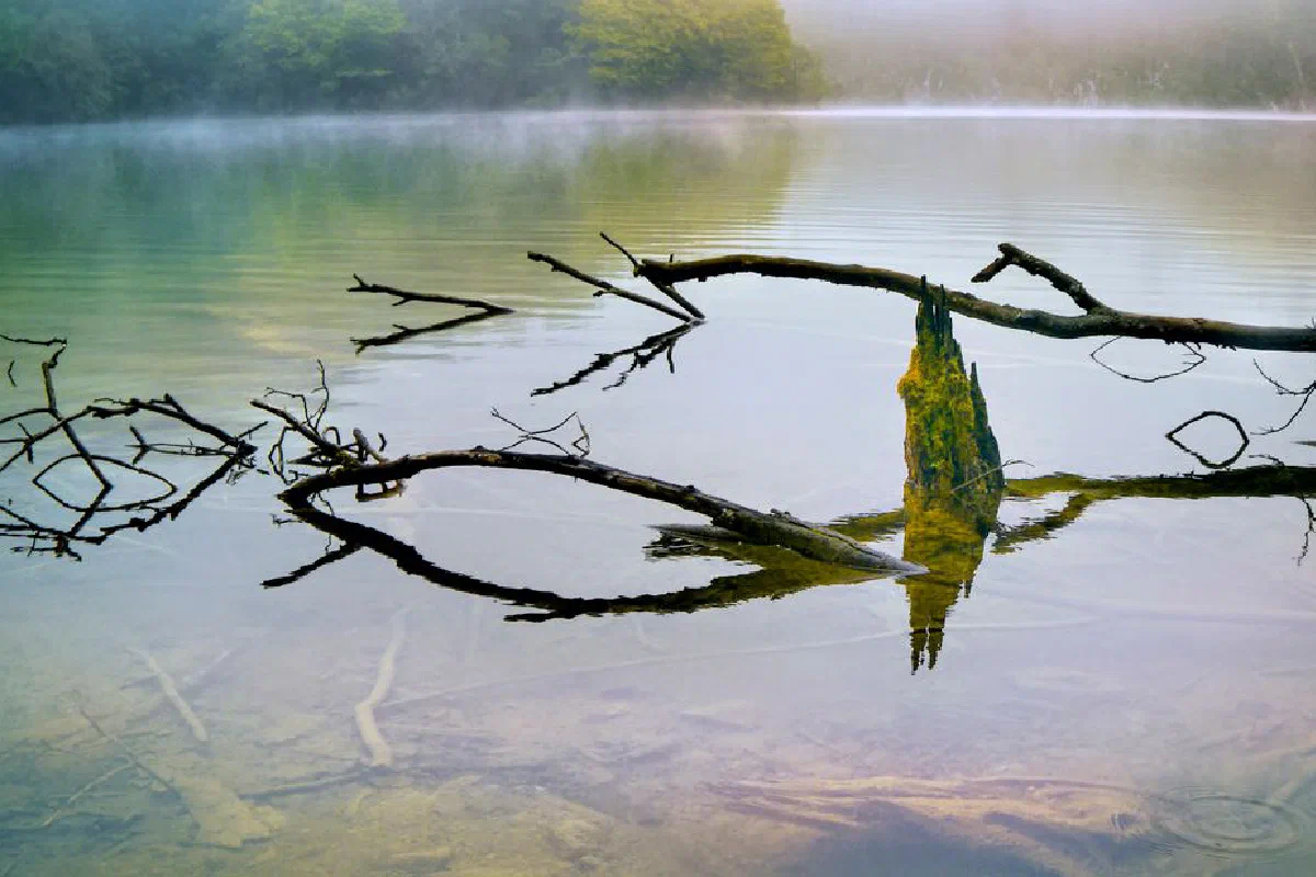 Calm lake scene with mist, driftwood reflections, and lush greenery.