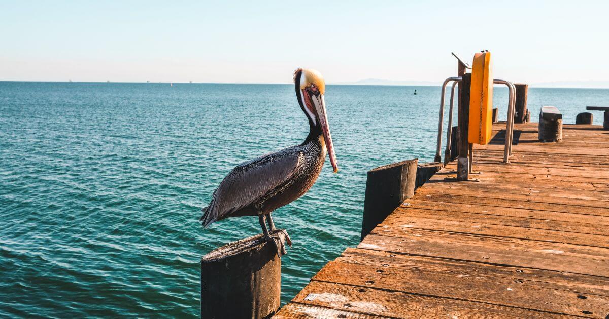 What did God create on the fifth day of Creation?