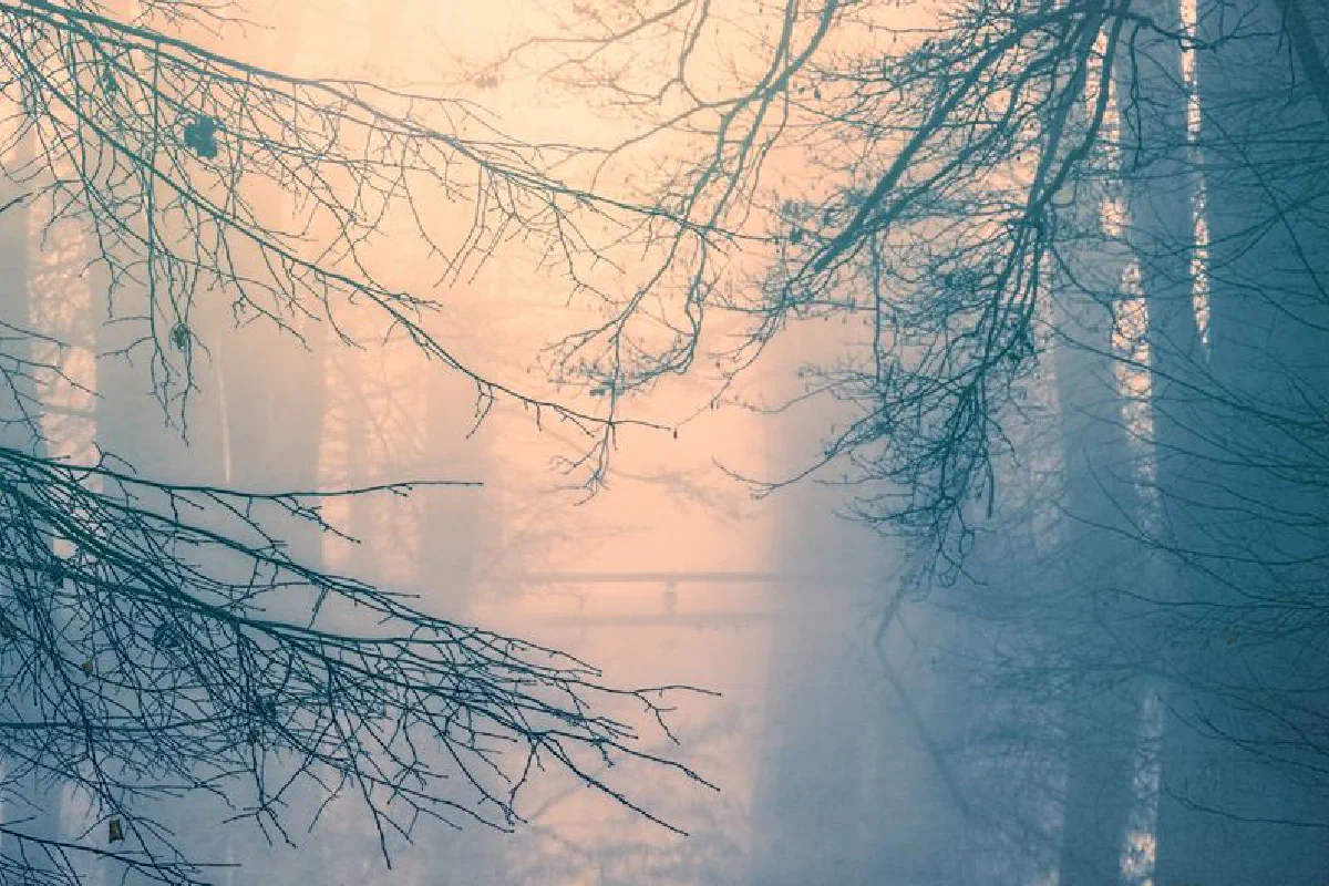 Eerie mist envelops a forest of leafless trees, creating a mysterious autumn scene.