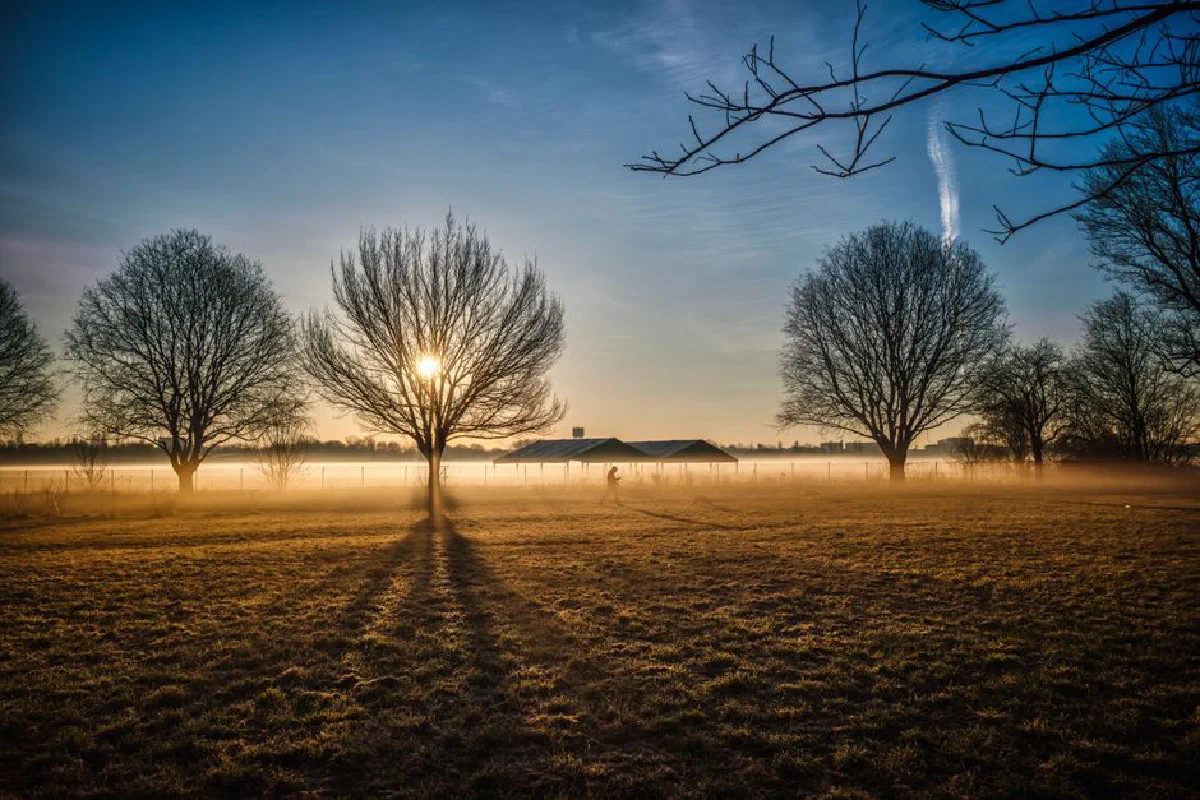 Captivating sunrise with mist over a tranquil countryside field, highlighting bare winter trees.