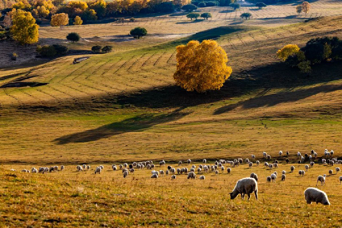A tranquil autumn landscape with sheep grazing under golden trees on rolling hills.