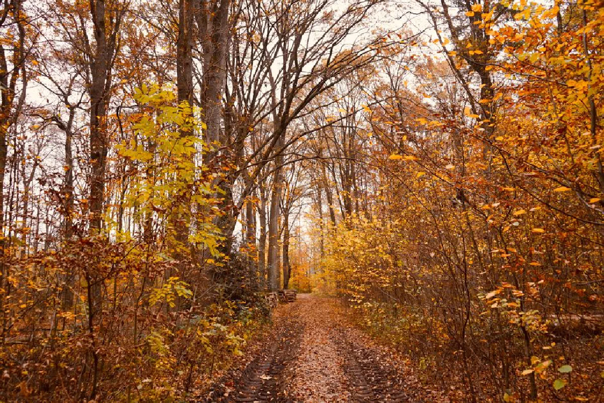 Serene forest trail adorned with vibrant autumn foliage and golden leaves.