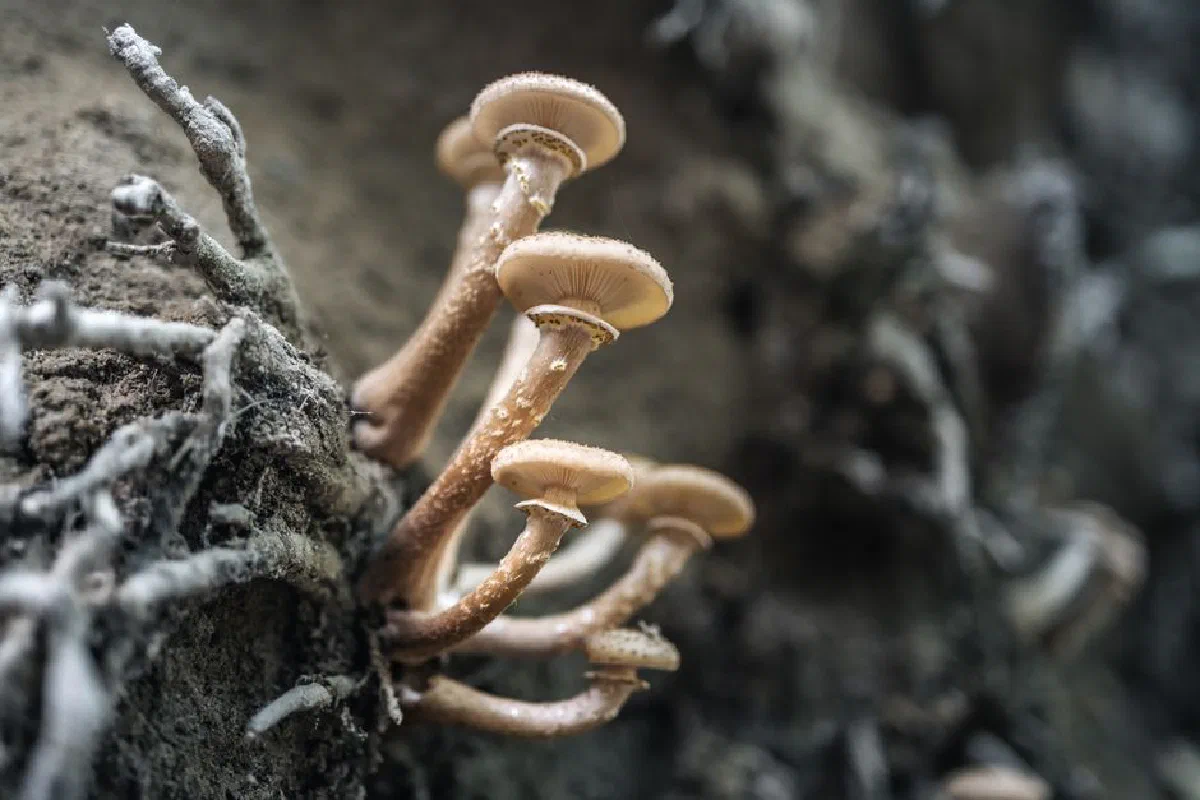 A group of wild mushrooms growing on a tree trunk in the forest.
