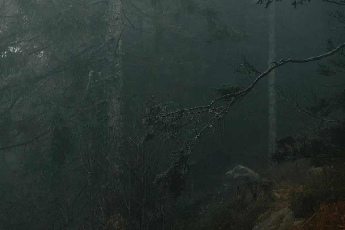 Misty forest scene in Germany with fog, capturing a moody, serene winter atmosphere.