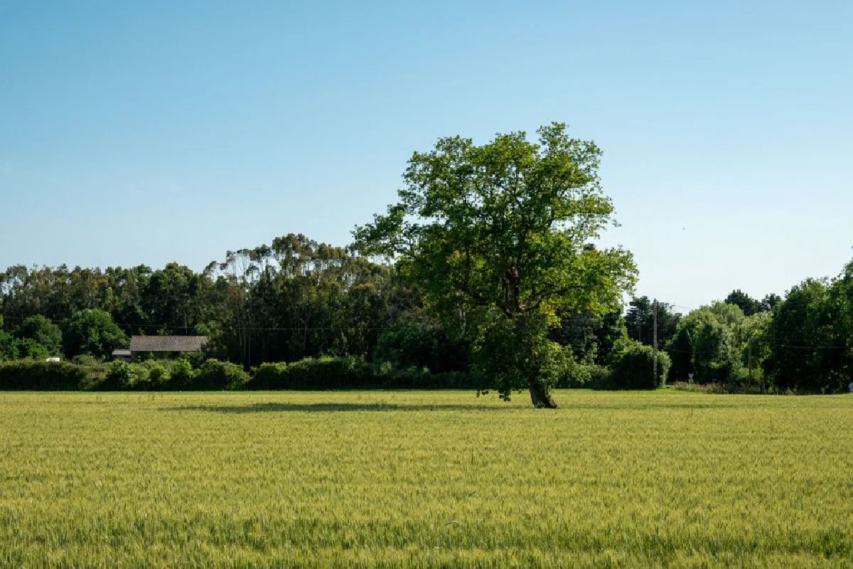 A solitary tree stands in a lush green field under a clear blue sky, evoking serenity.