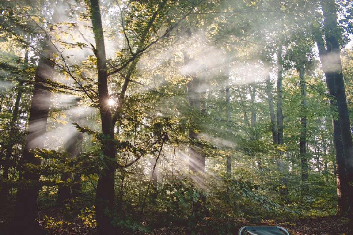 Sunlight filtering through a serene forest in Zakarpattia, creating a tranquil nature scene.