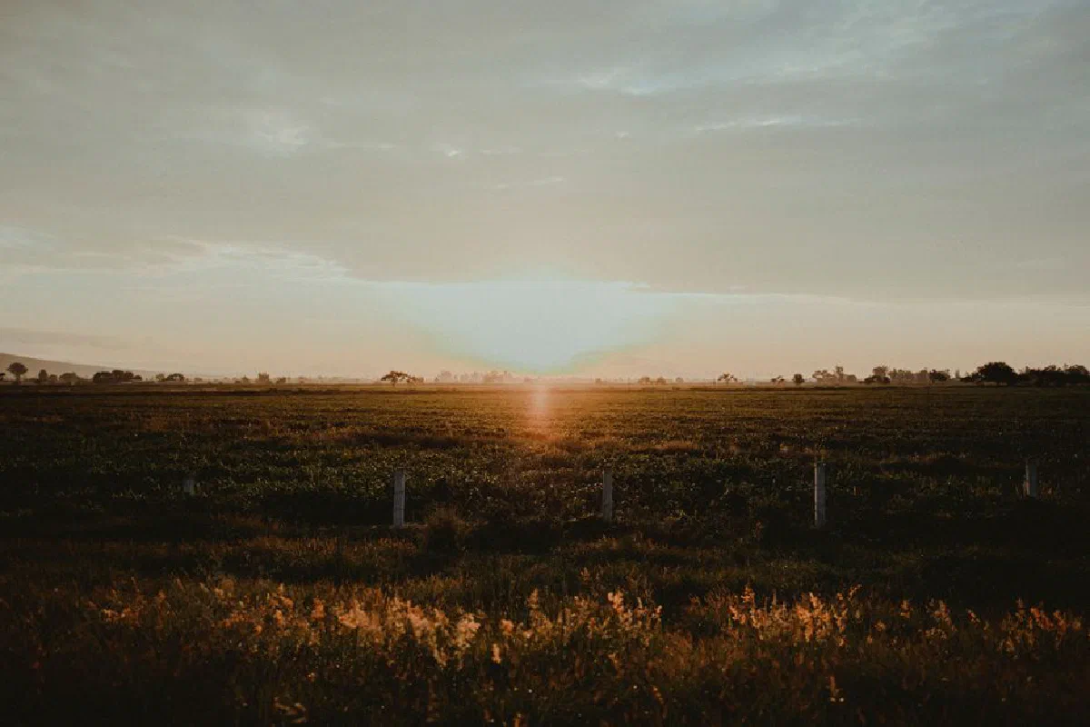Serene countryside field during golden hour with a stunning sunset illuminating the horizon.