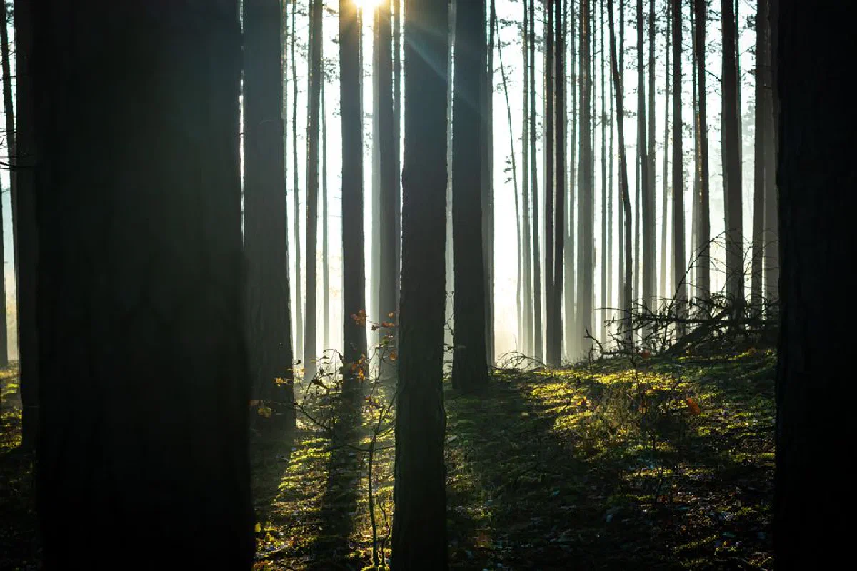 Captivating sunlight piercing through tall forest trees, creating a serene nature scene.